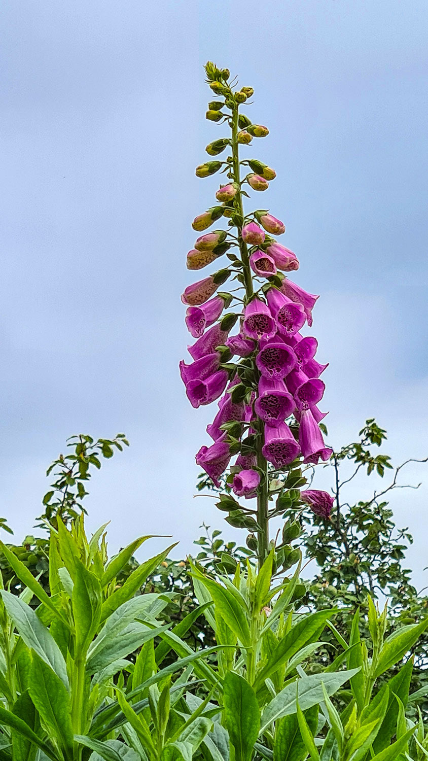 Kunst an der B5 Zuhause bei Noldes Linie 5